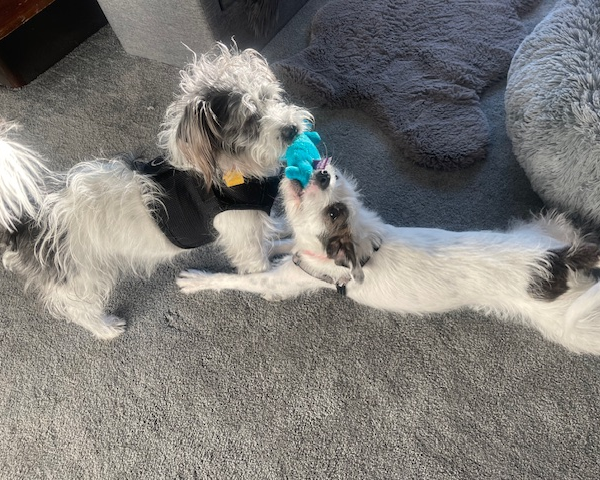 What My Dogs Taught Me About Letting Go